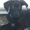 lilliandawg